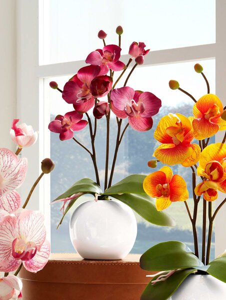 KLiNGEL Orchidej v květináči, fuchsie