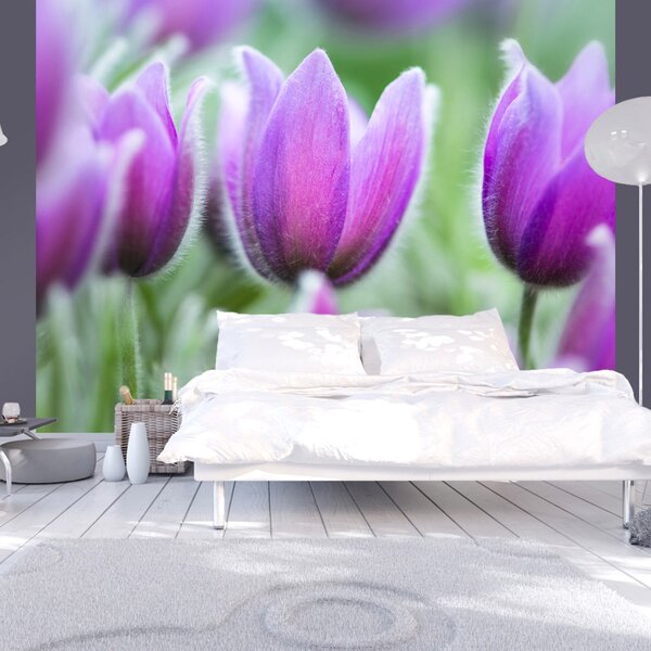 Fototapeta - Fialové jarní tulipány 200x154