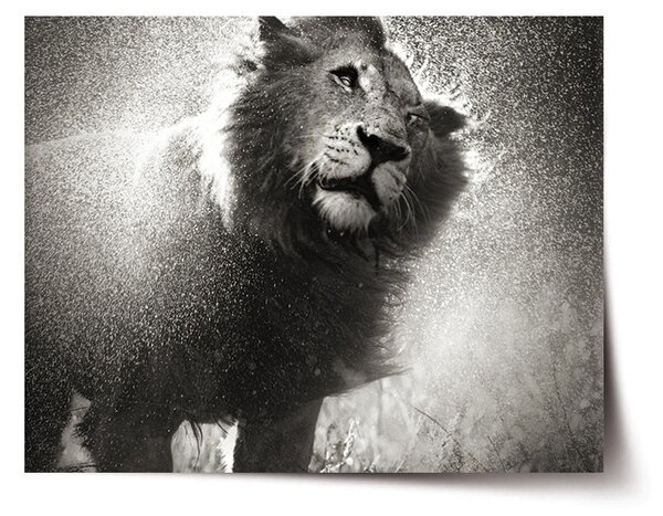 Plakát SABLIO - Mokrý lev 60x40 cm