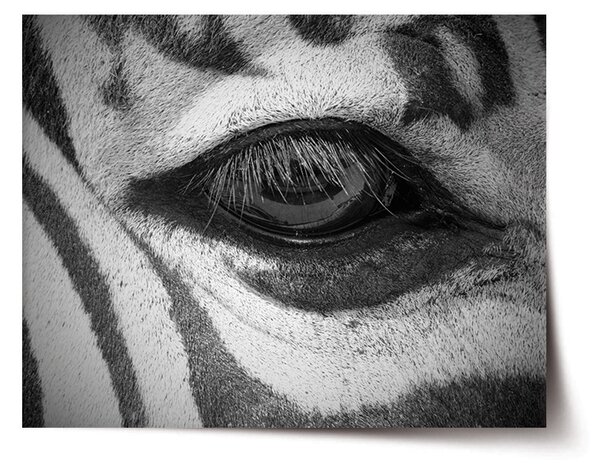 Plakát SABLIO - Oko zebry 60x40 cm