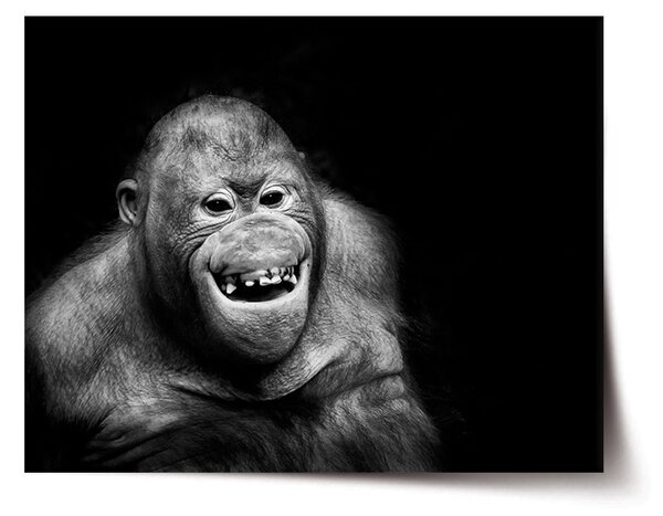 Plakát SABLIO - Orangutan 60x40 cm