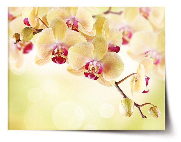 Plakát SABLIO - Orchidej 2 60x40 cm