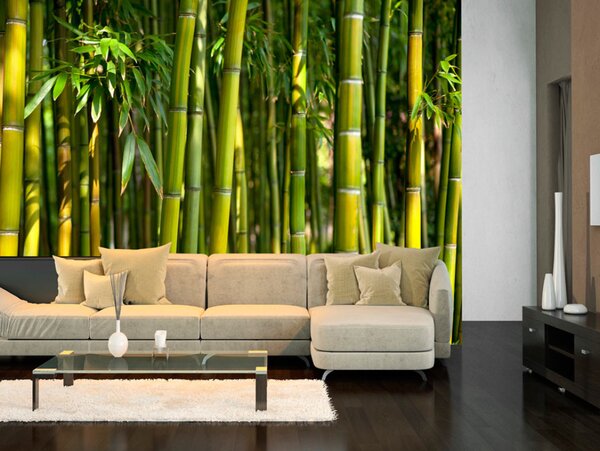 Fototapeta Orient - světlý motiv se záběrem na bambusy a exotické listy