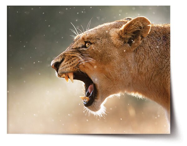 Plakát SABLIO - Rozzuřená lvice 60x40 cm