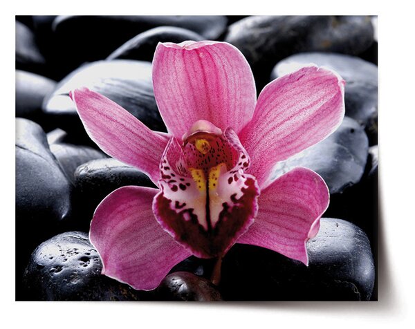 Plakát SABLIO - Růžová orchidea 60x40 cm