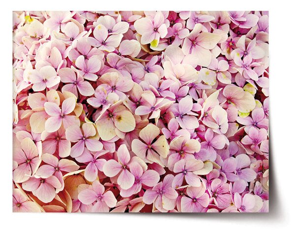 Plakát SABLIO - Růžové květy 60x40 cm
