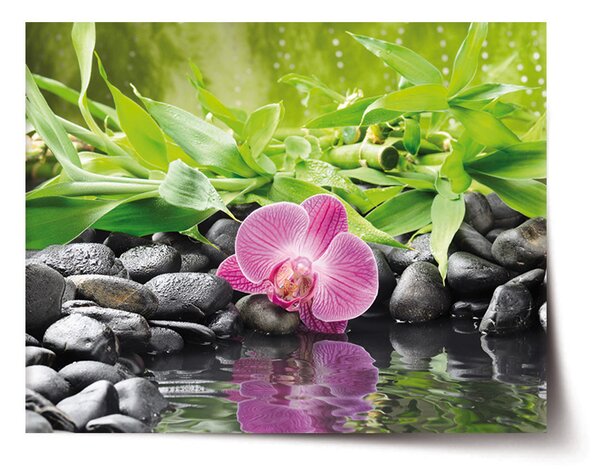 Plakát SABLIO - Růžová orchidej 60x40 cm