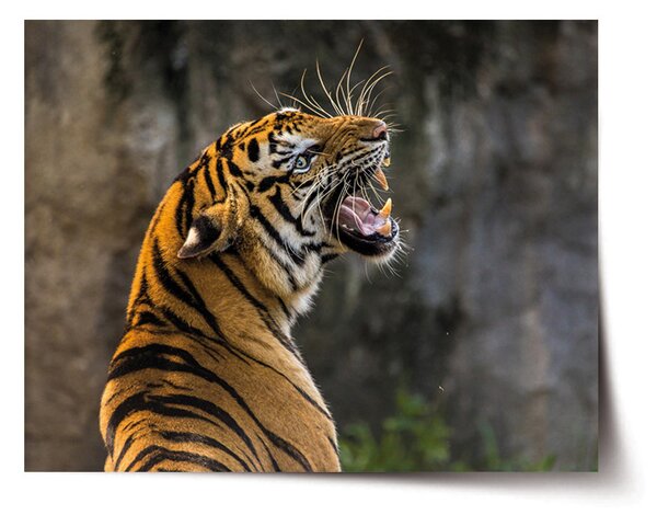 Plakát SABLIO - Řvoucí tygr 60x40 cm