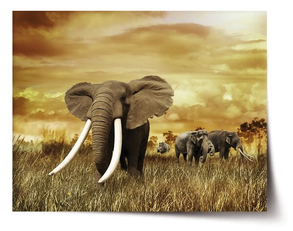 Plakát SABLIO - Slon Africký 60x40 cm