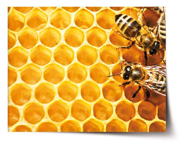 Plakát SABLIO - Včely 60x40 cm