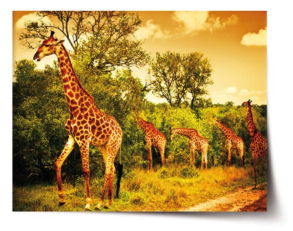 Plakát SABLIO - Žirafy 60x40 cm