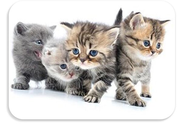 Dětská podložka na stůl 56x37 cm DOGS & CATS Varianta: Tigro