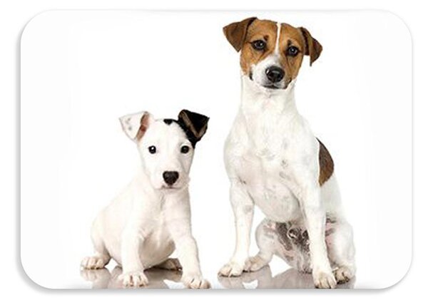 Dětská podložka na stůl 56x37 cm DOGS & CATS Varianta: Tigro