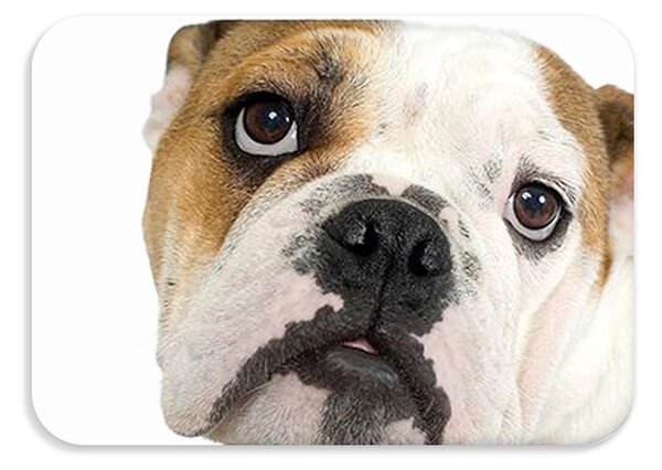 Dětská podložka na stůl 56x37 cm DOGS & CATS Varianta: Tigro