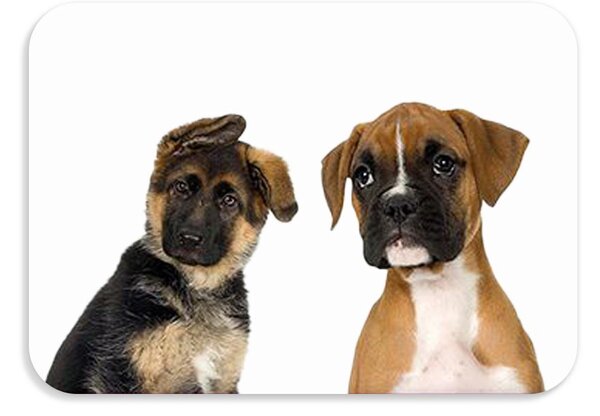 Dětská podložka na stůl 56x37 cm DOGS & CATS Varianta: Tigro