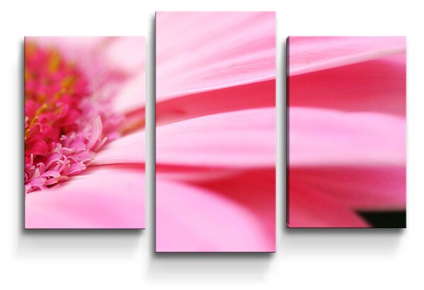 Sablio Obraz - 3-dílný Růžová gerbera - 75x50 cm