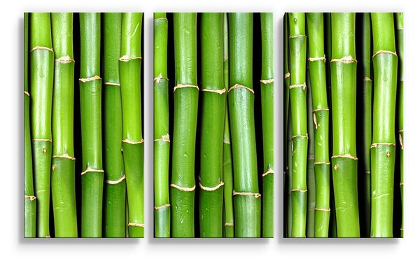 Sablio Obraz - 3-dílný Bambus - 120x80 cm