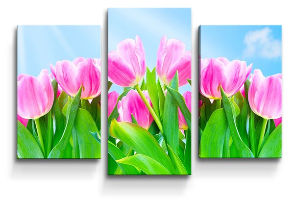 Sablio Obraz - 3-dílný Růžové tulipány - 75x50 cm