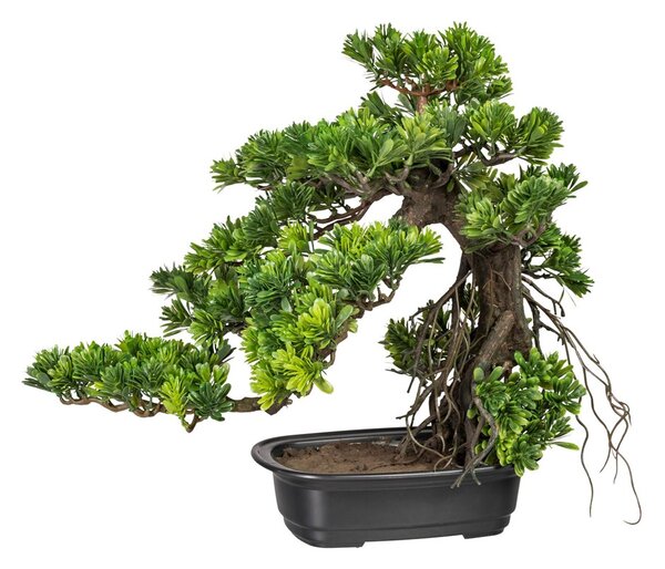 Gasper Bonsai Podocarpus cca 40x40cm