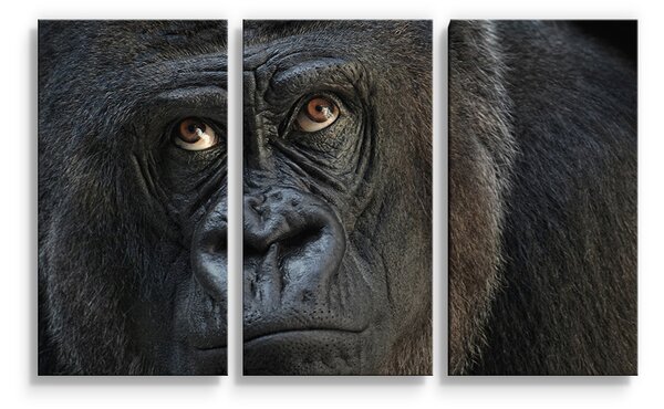 Sablio Obraz - 3-dílný Gorila - 120x80 cm