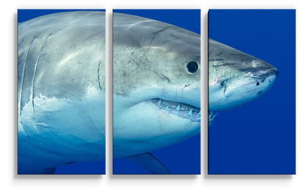 Sablio Obraz - 3-dílný Žralok - 120x80 cm