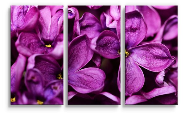 Sablio Obraz - 3-dílný Fialové květy - 120x80 cm