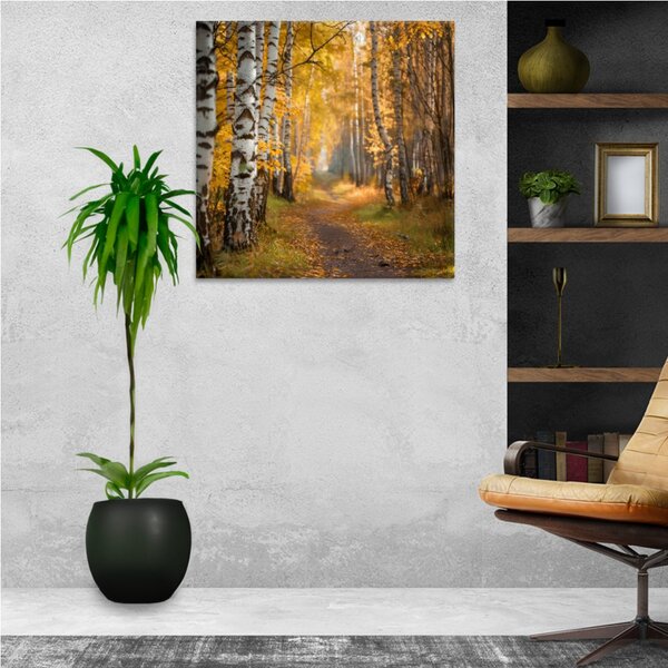 Obraz na plátně - Zlatá břízková alej - 80x80 cm
