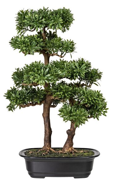 Gasper Bonsai Podocarpus 45 cm (vč.květináče)