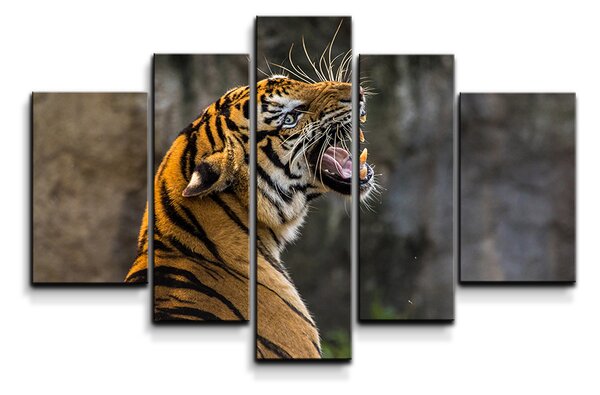 Sablio Obraz - 5-dílný Řvoucí tygr - 125x90 cm