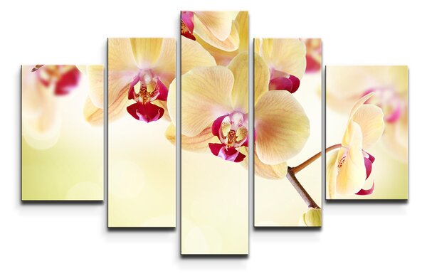 Sablio Obraz - 5-dílný Orchidej 2 - 125x90 cm