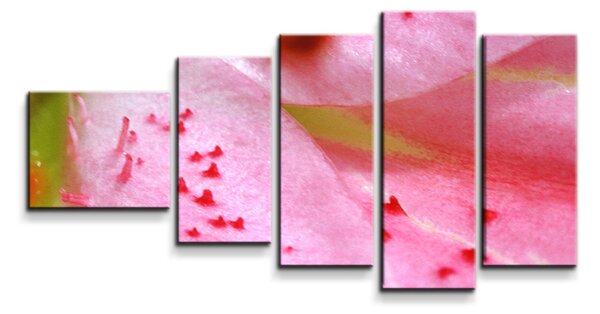 Sablio Obraz - 5-dílný Květ tulipánu - 100x60 cm