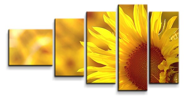 Sablio Obraz - 5-dílný Slunečnice 3 - 100x60 cm