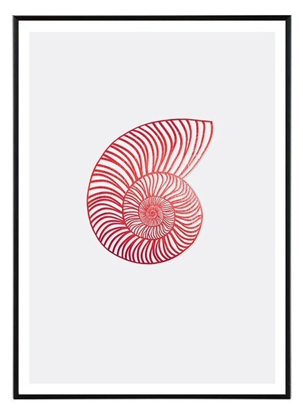 Nautilus - 30x40 cm Obraz