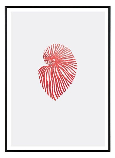Nautilus II - 30x40 cm Obraz