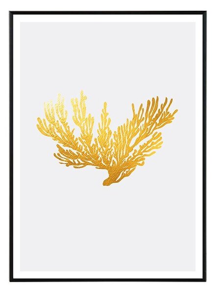 Coral II. - 30x40 cm Obraz