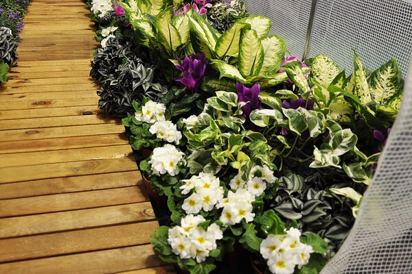 Home & Garden Zahradní fóliovník zelený 3 x 2 m
