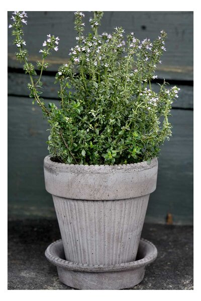 Květináč Simona s podmiskou Raw Grey 18 cm Bergs Potter