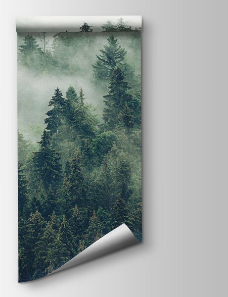 Fototapeta Les stromů s mlhou, Fototapety s mlžným lesem, Populární fototapety, u73873 - Tapeko.co.cz