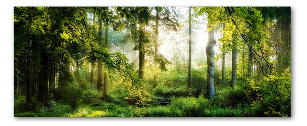 Foto obraz akryl do obýváku Ranní slunce les pl-oa-125x50-f-122163677