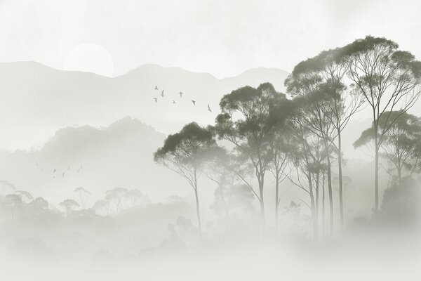 Fototapety Stromy v mlze, přírodní krajiny, ptáci, slunce, zelené barvy, Fototapety příroda, w02740 : uwalls.cz