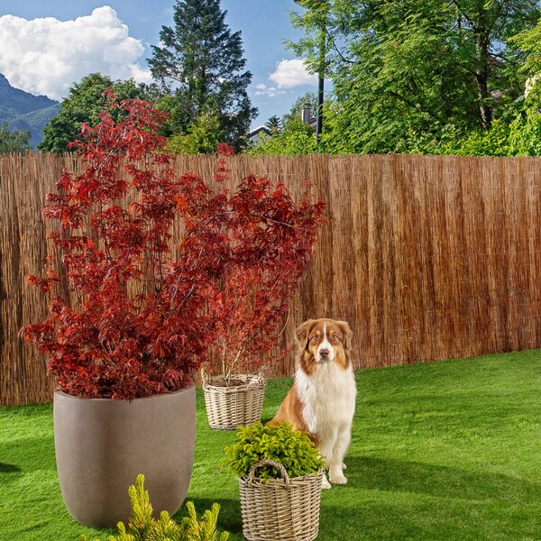 CLONA NA PLOT 300/90 cm - Online Only zastínění, Online Only