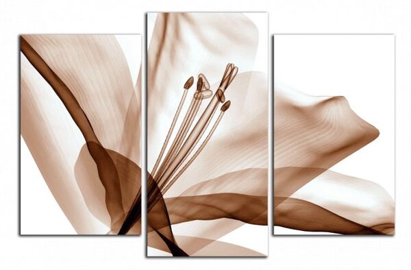 Moderní obraz Hnědý květ