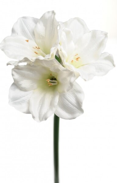 Animadecor Umělá květina - Amarylis bílý 65cm