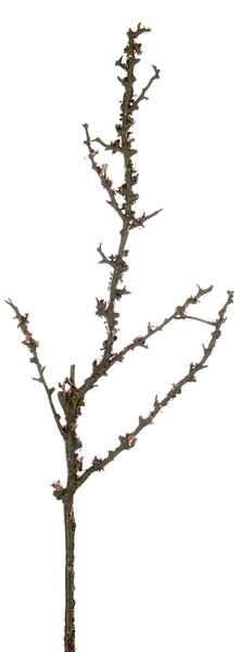 Animadecor Umělá dekorace - Větvička přírodní 70cm