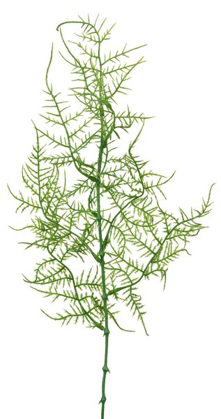Animadecor Umělá dekorace - Asparágus větvička 50cm