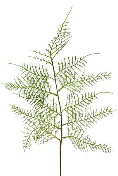 Animadecor Umělá dekorace - Asparágus větvička 60cm