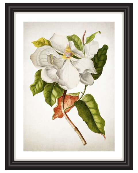 Obrázek jižní magnolie A5 (148 x 210 mm): A5