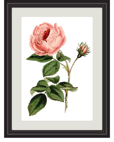 Obrázek růžová provence růže A5 (148 x 210 mm): A5