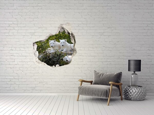 Fototapeta díra na zeď Bílí vlci skála nd-p-93949837