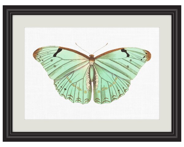 Obrázek Argentinský motýl A5 (148 x 210 mm): A5